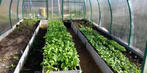 Jak si vyrobit cesty ve skleníku vlastníma rukama: jak zakrýt cestu, foto